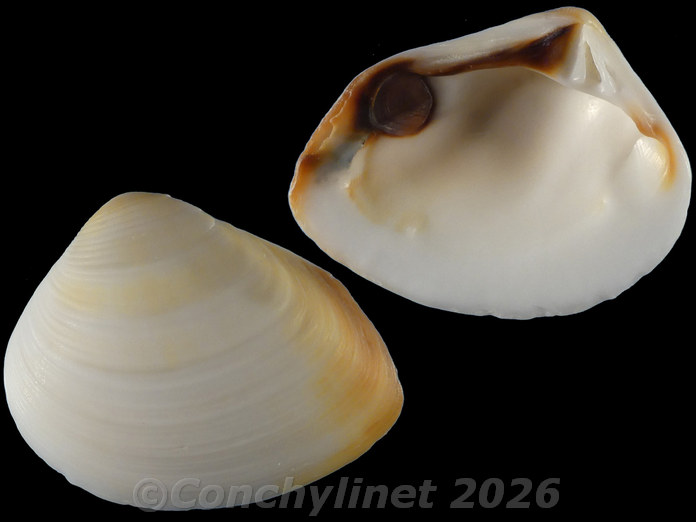 Eucrassatella donacina