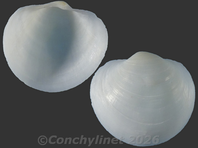 Euanodontia perplexa Euanodontia perplexa