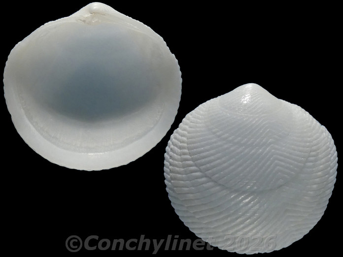 Divalucina cumingi