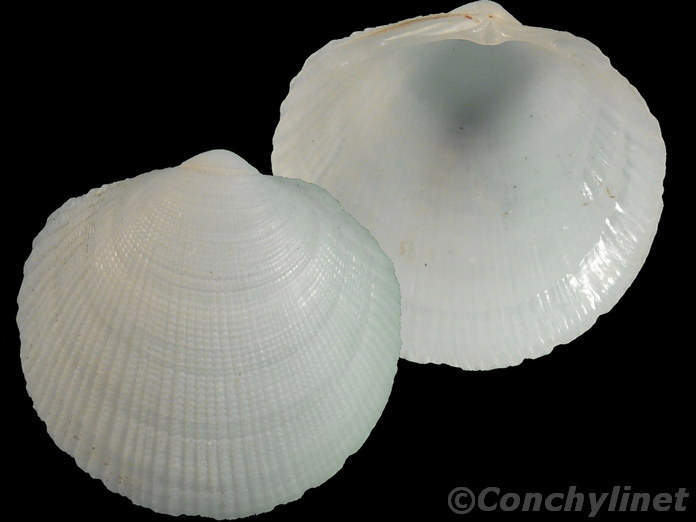 Lepidolucina odontis Lepidolucina odontis