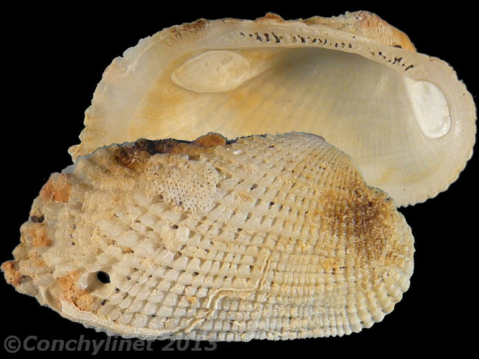 Acar plicata Acar plicata