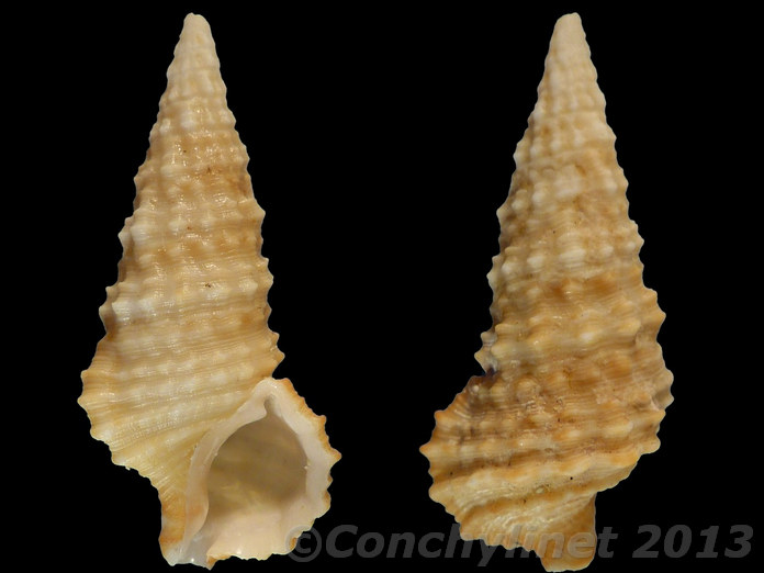 Cerithium munitum