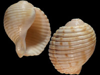 Variation112200