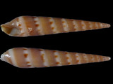 Hastula diversa