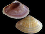 Tivela rejecta