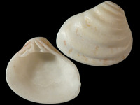 Crassasulca burnupi