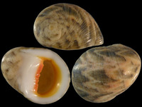 Variation212693