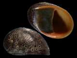 Neritina pulligera
