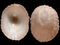Variation113112