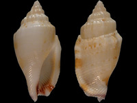 Variation114222