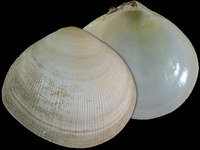 14351