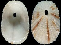 Variation114508