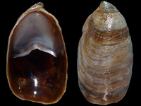 Variation316155