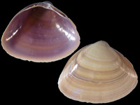 Mactra crossei