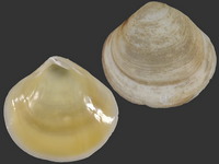 17509