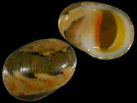 Variation318816