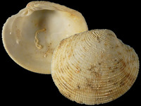 Antigona chemnitzii