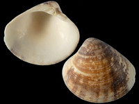19644