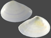 19945