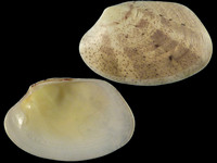 Variation420775