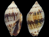 Strigatella litterata litterata