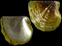 Variation320829