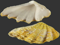 Variation420832