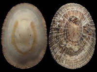Variation120972