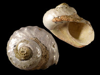 Turbo sarmaticus