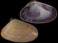 Variation121029