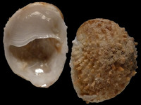 Bostrycapulus odites