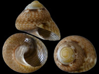 Variation221047