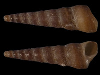 Turritella sanguinea