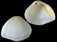 Gastrana matadoa