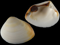 Variation221136