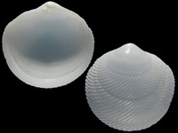 Variation321142