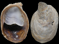 Crepidula onyx