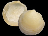 Conchylinet - Seashells collecting - Online collection - Molluscs ...